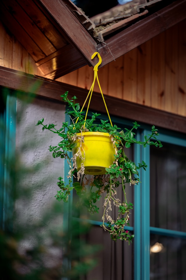 Ceiling Hook is easy to hang plants anywhere