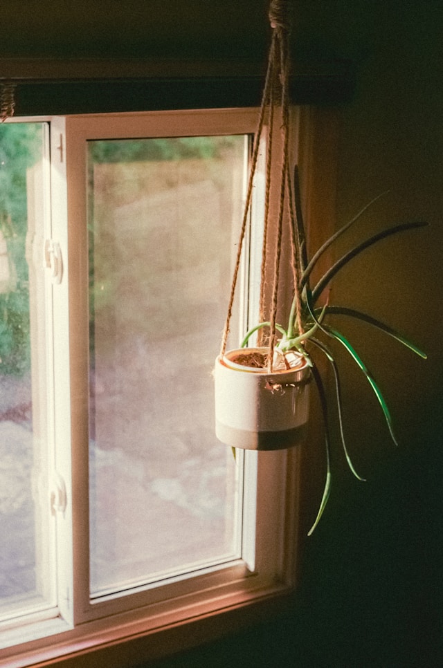Plants easily hang on Suction Cup