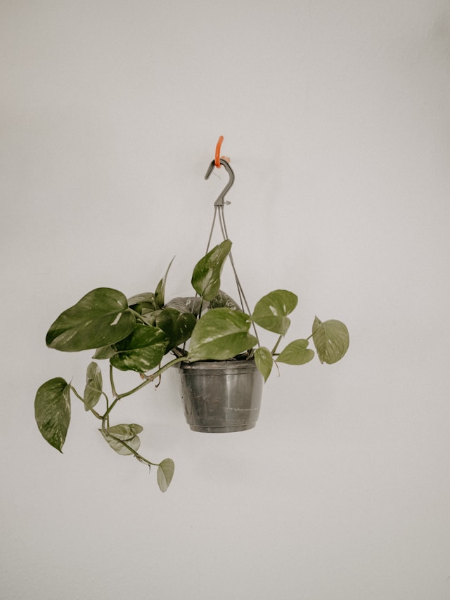 Magnetic hook can bear low weight plants