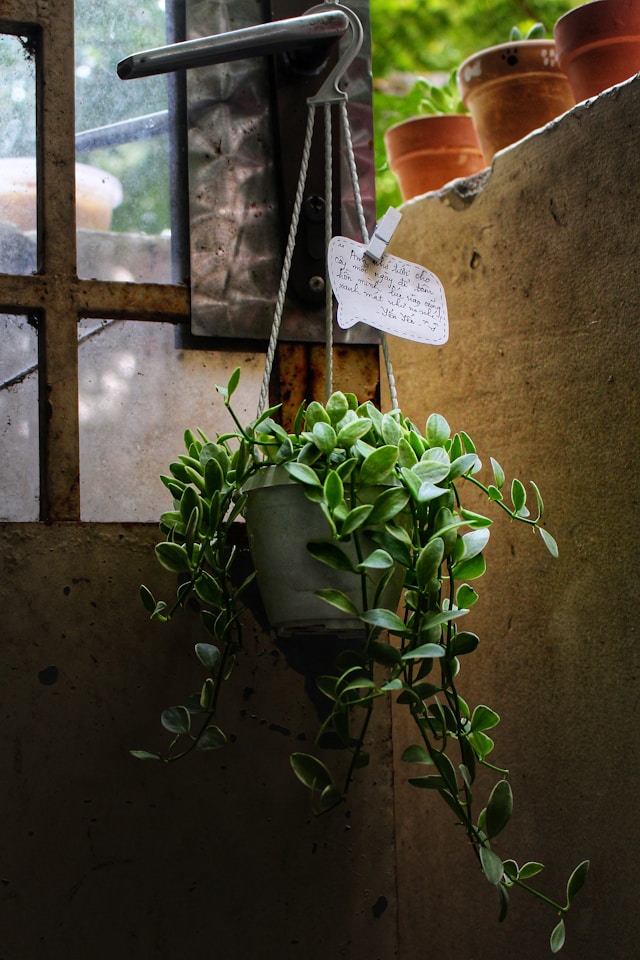 Hanging plant on curtain rods add extra aesthetic