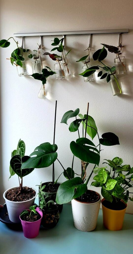 Plants hanging on tension rod is easy to care