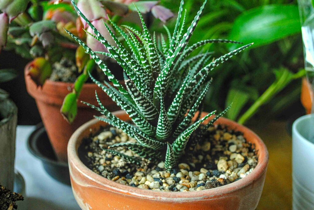 The Complete Guide – How to Care for Aloe Vera Plant.