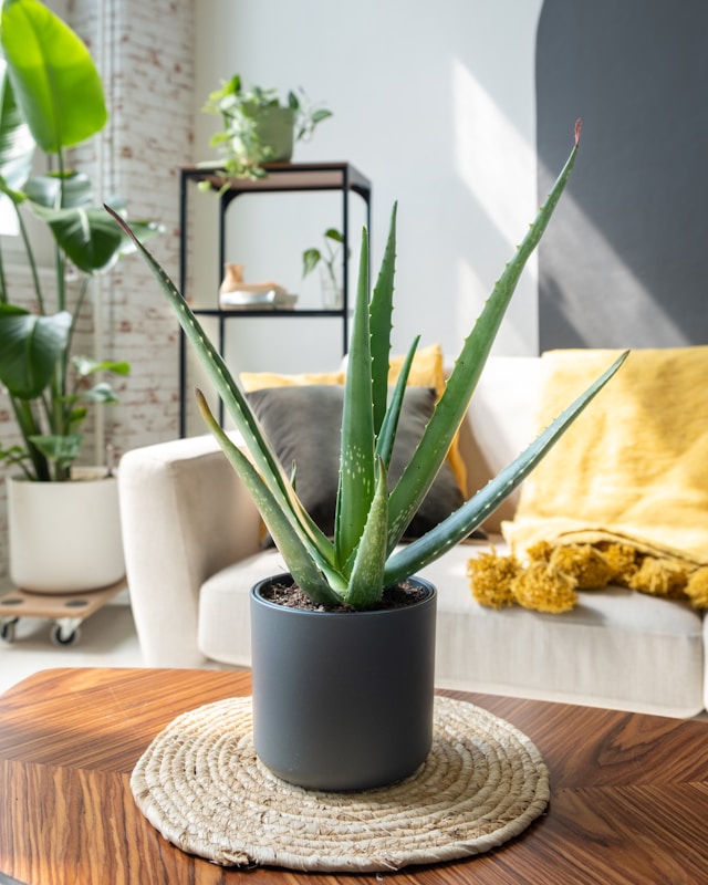 Aloe vera is always great for indoor plants compare to other plants.