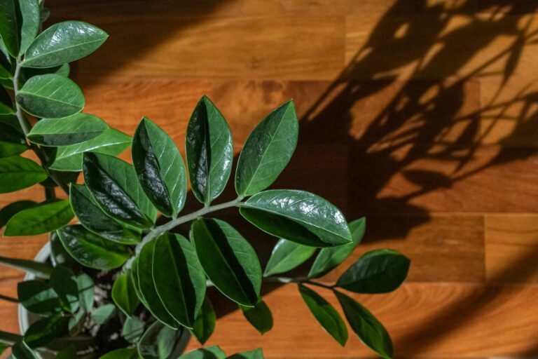 ZZ Plant Care: Step-by-Step Instructions for Busy Lifestyles 