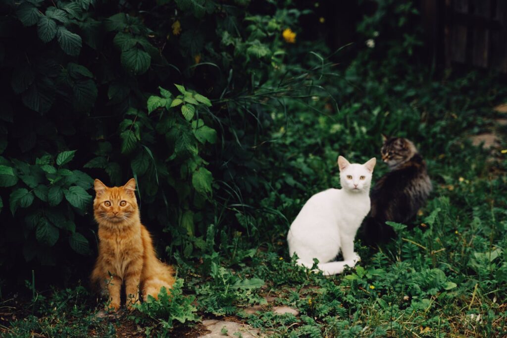 Pet friendly plants good for playing your pets.