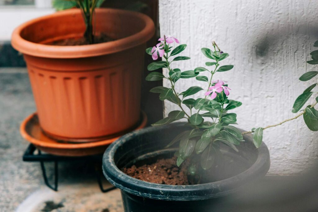 Kitchen plants on countertop look amazing.